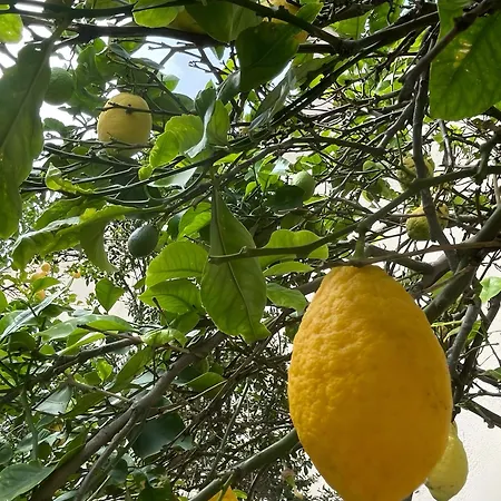 La Casa Del Cedro A 8